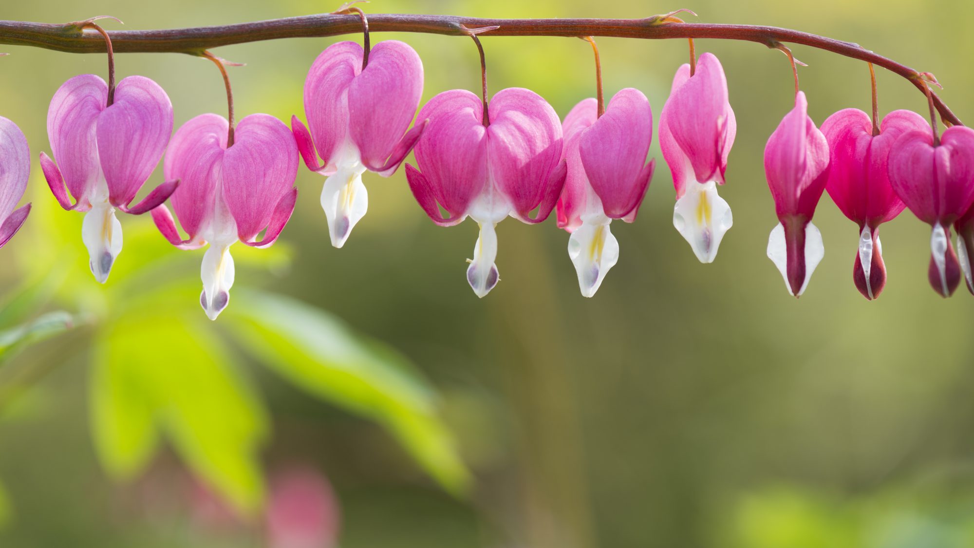 Dicentra spectabilis