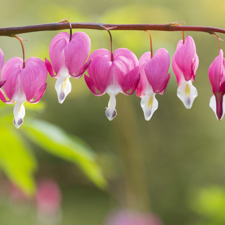 Dicentra spectabilis