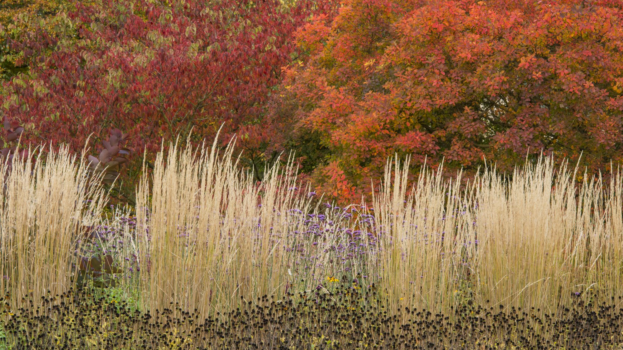 The garden's Autumn colour beds.