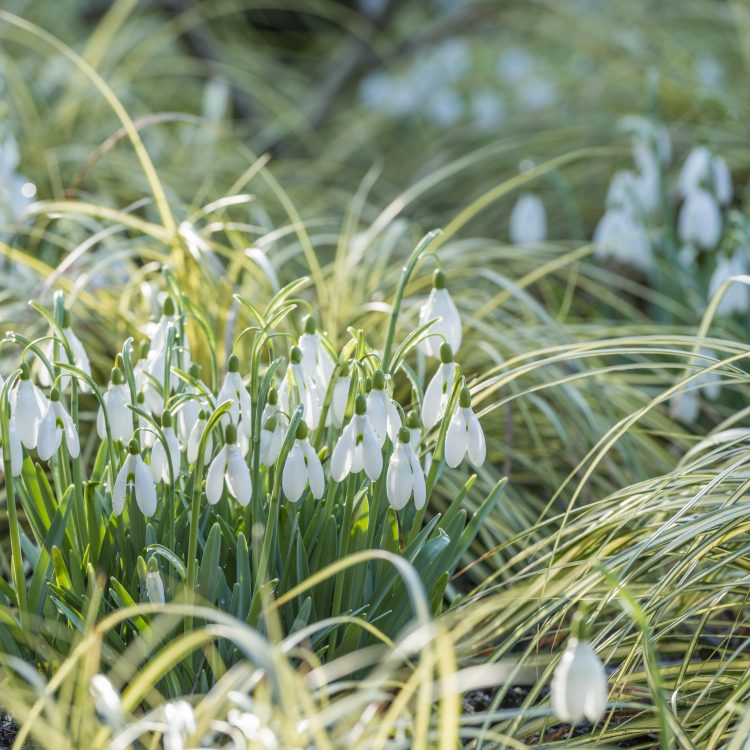 A guide to snowdrops at CUBG