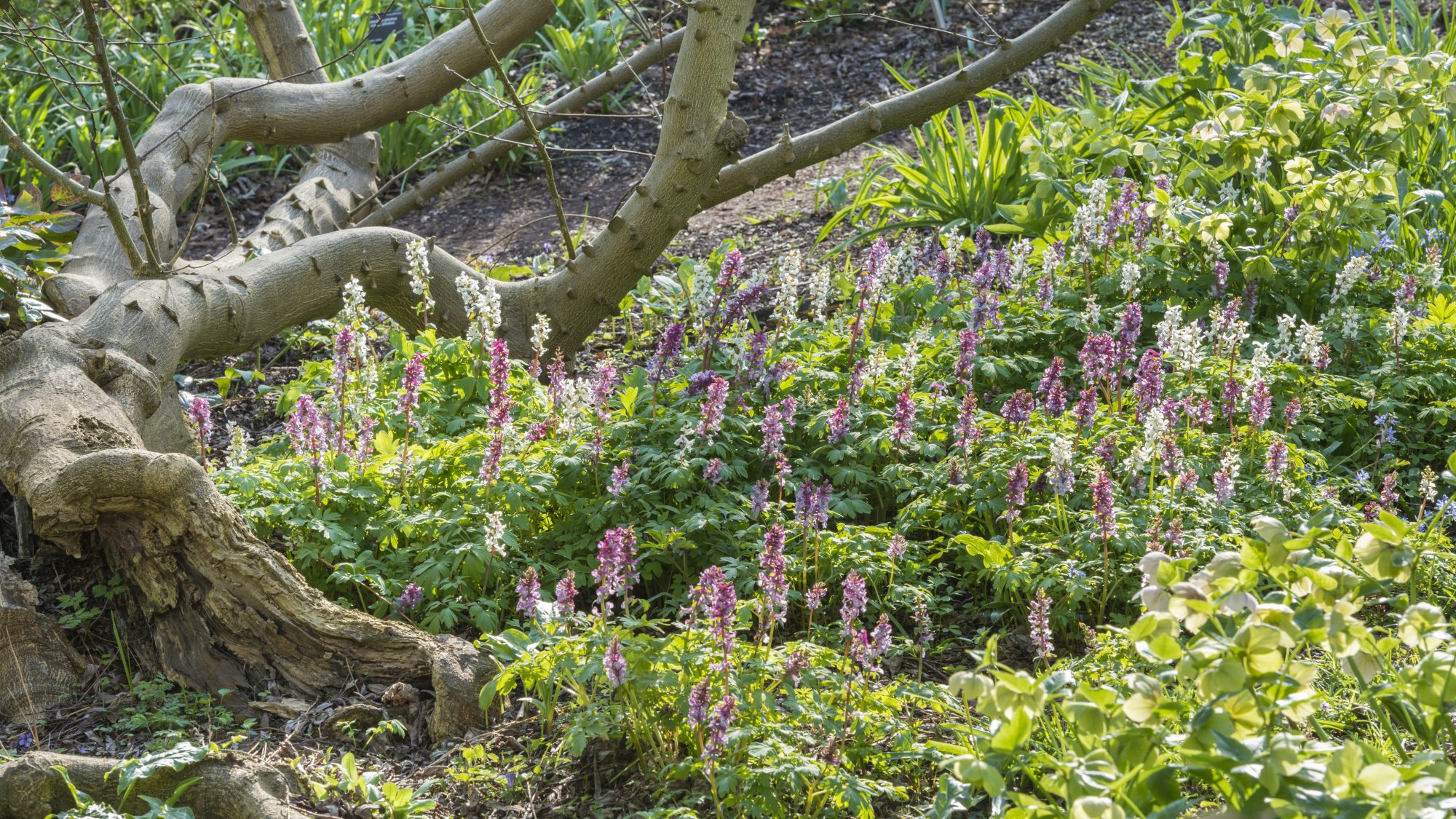 Small green shrubs and purple flowers under a tree.