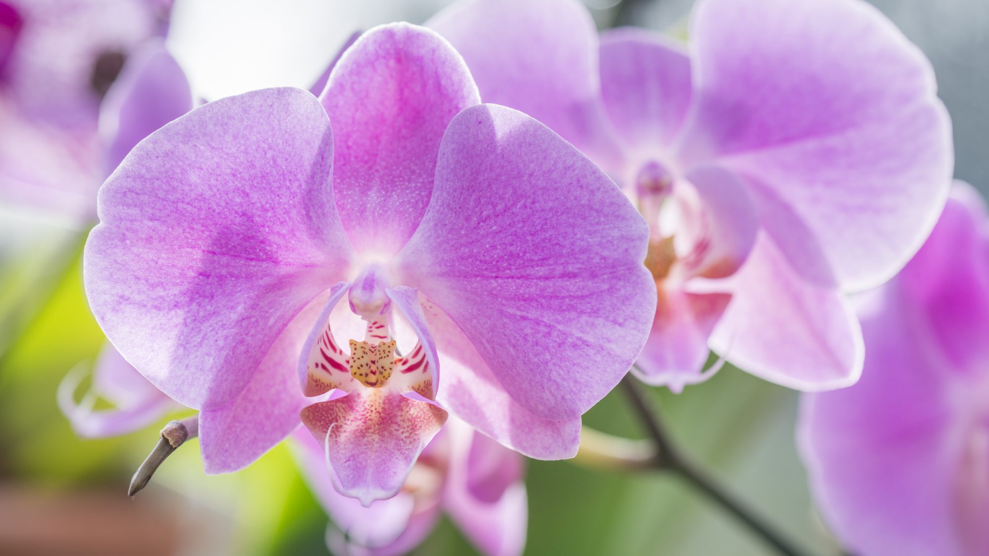 a close-up image of purple orchids