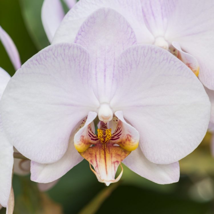Orchids 2018: an exhibition – how to build an orchid