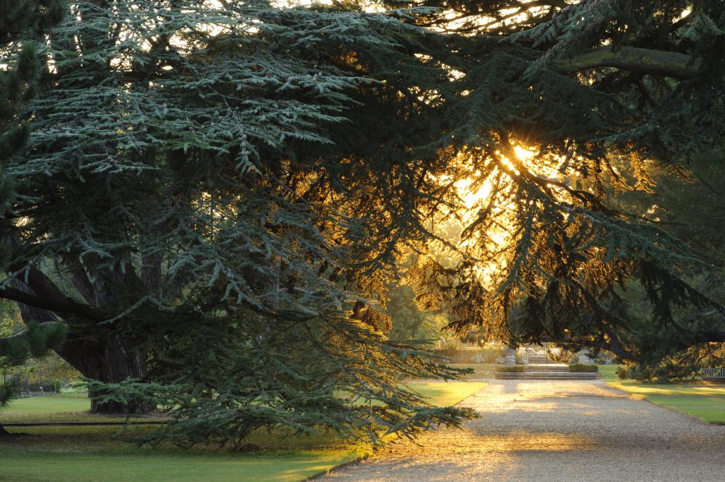Sun streams through large evergreen trees either side of a gravel path.