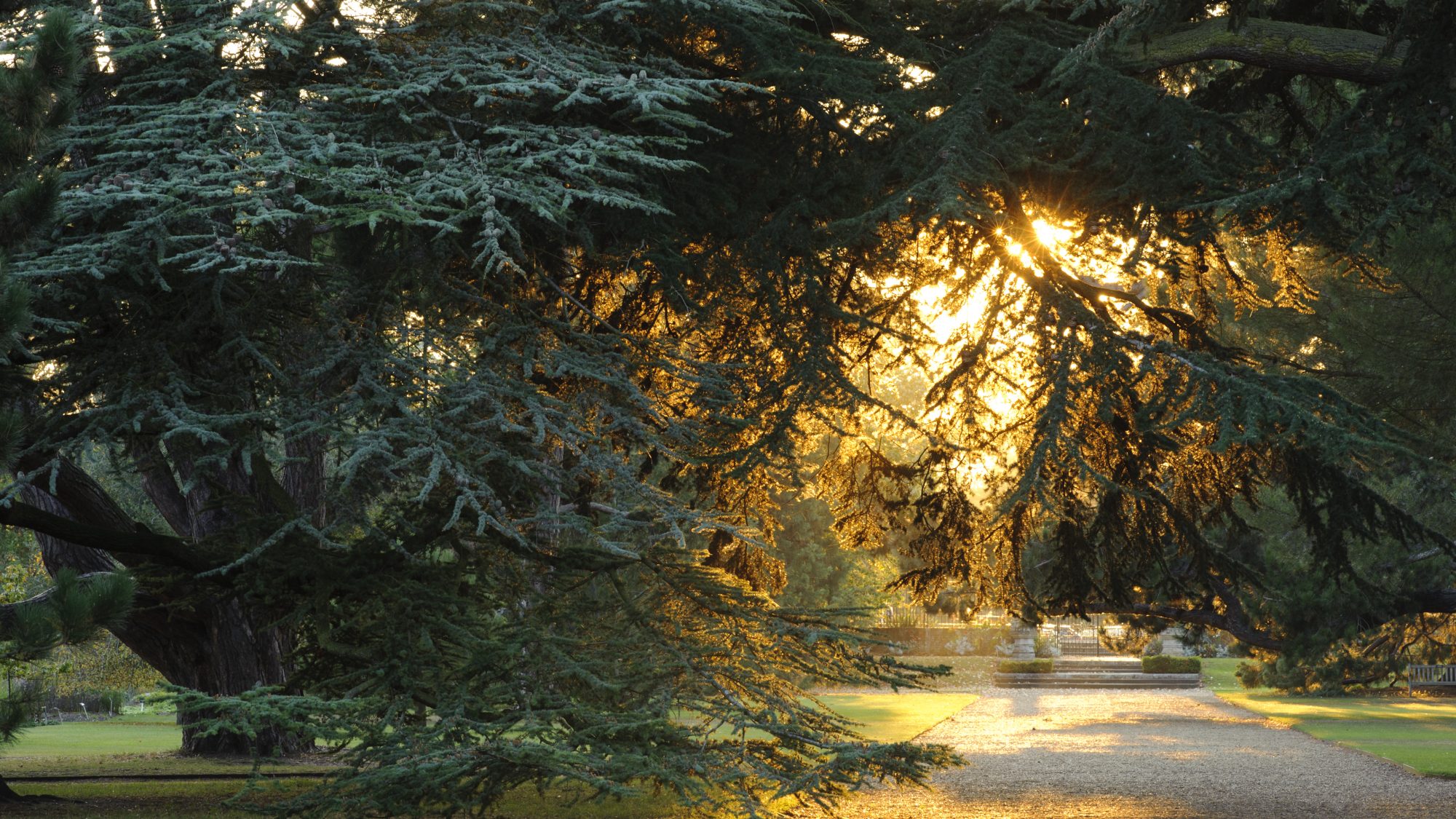 Sun streams through large evergreen trees either side of a gravel path.