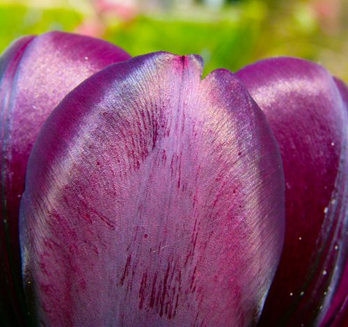Flowers tone down the iridescence of their petals and avoid confusing bees