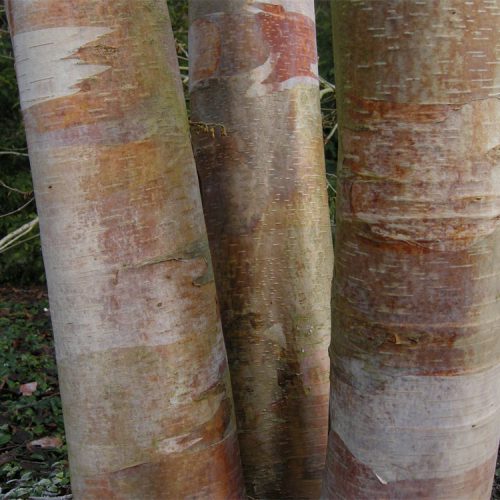 Birches