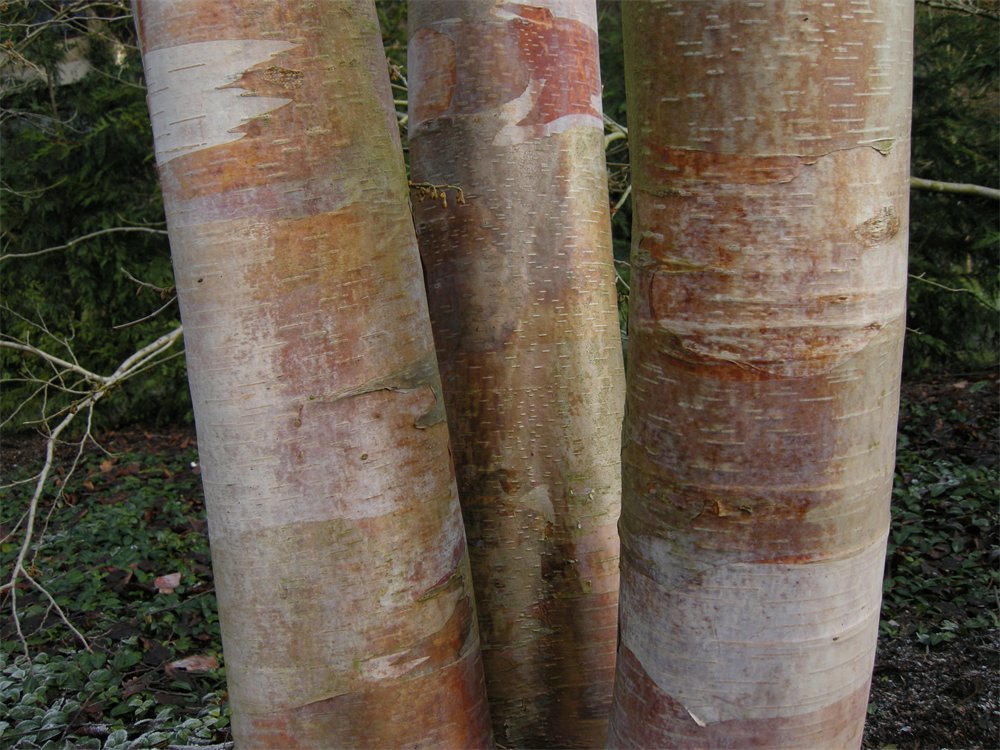 The trunk of a birch tree.