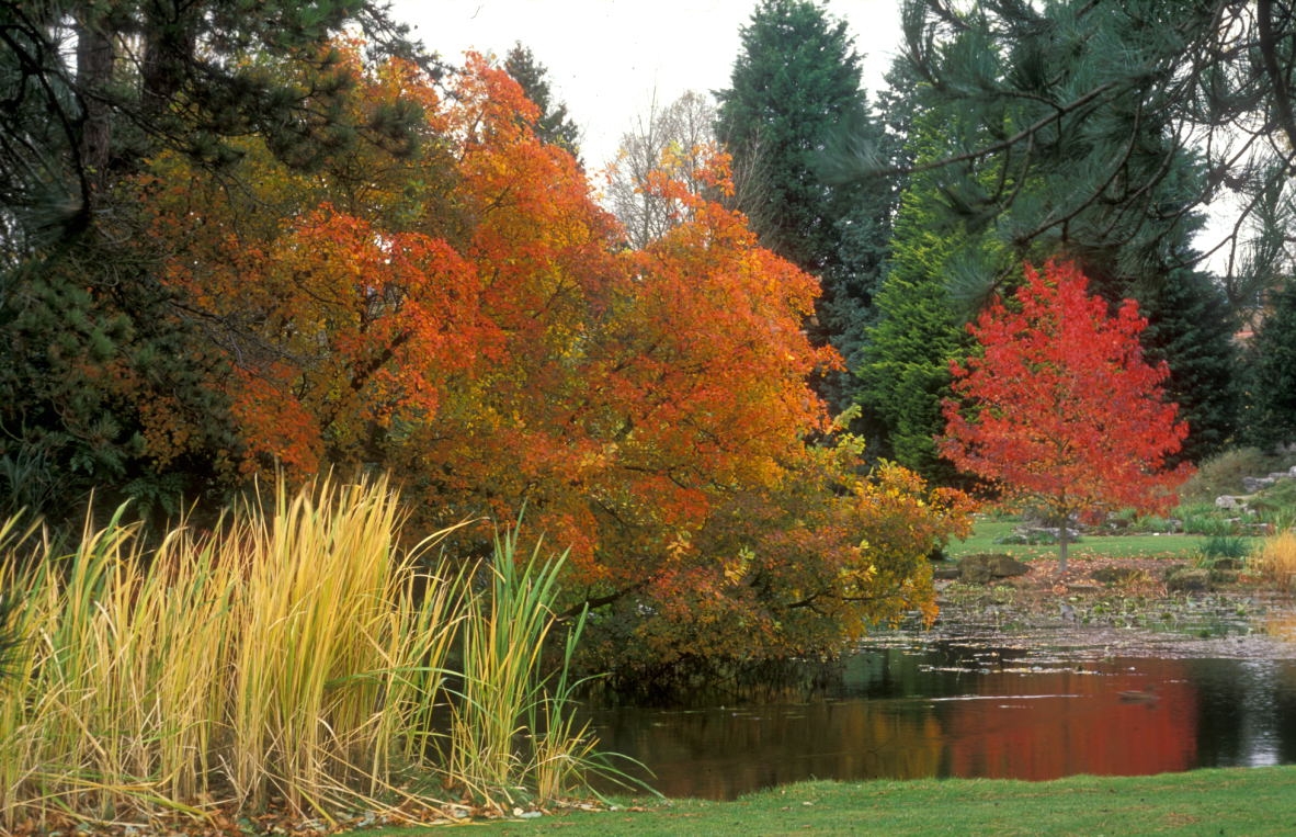 The Lake in autumn with red trees reflected.