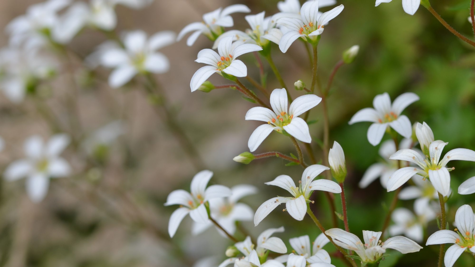 Saxifraga maderensis