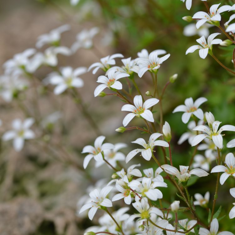 Saxifraga