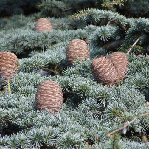 Cedars
