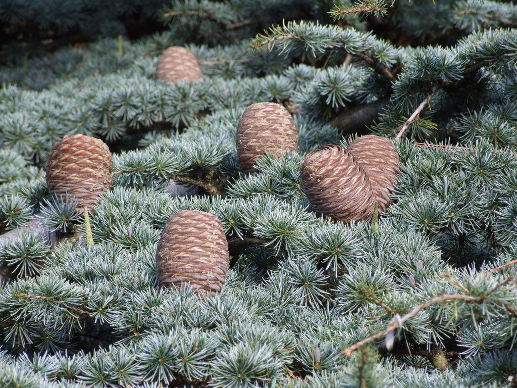 Pinecones on a pine tree's branches.
