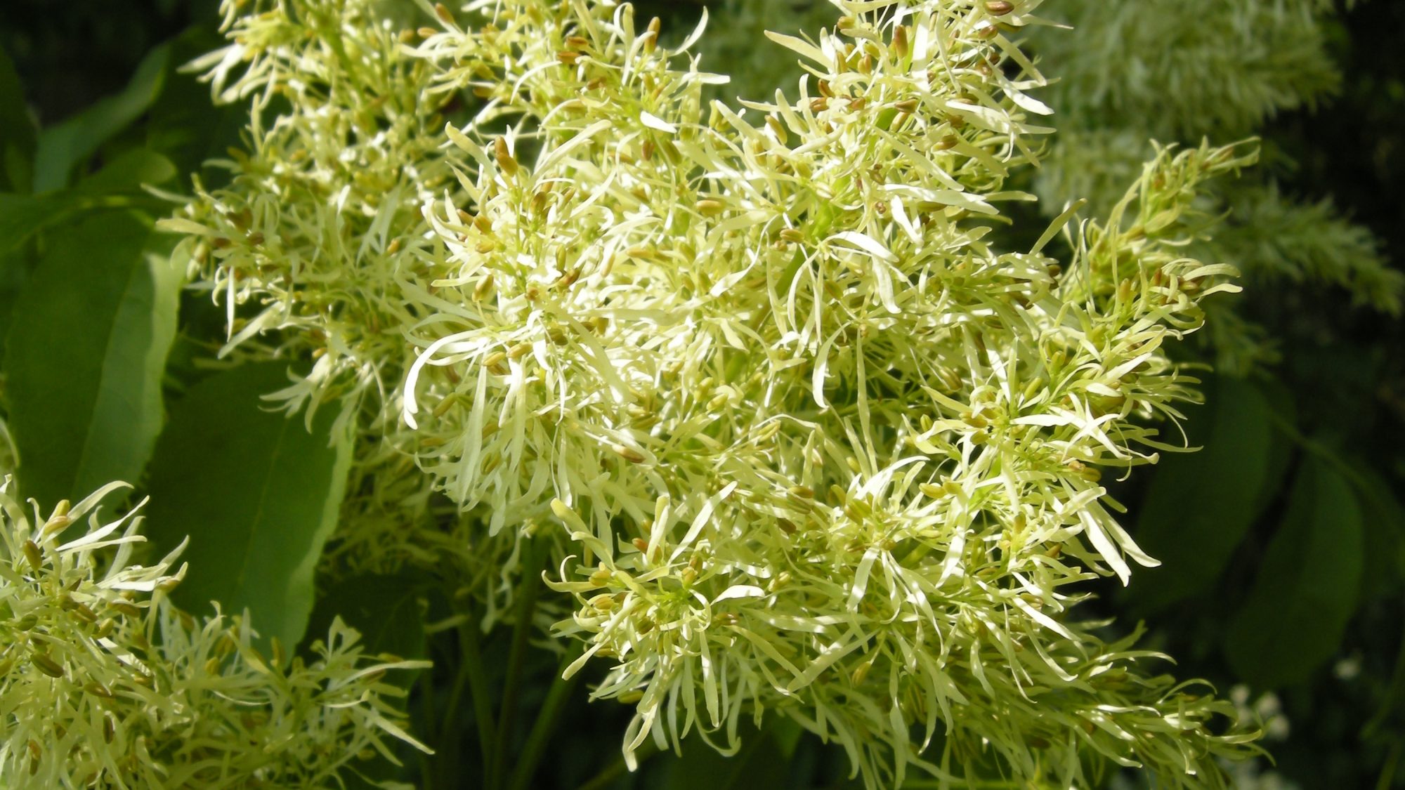 The delicate, skinny petals of the Manna Ash tree.