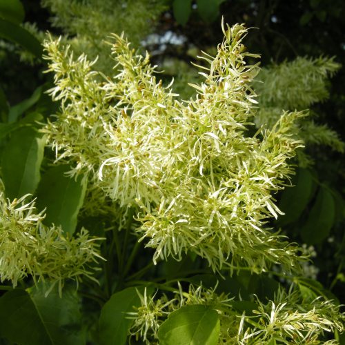 Manna Ash