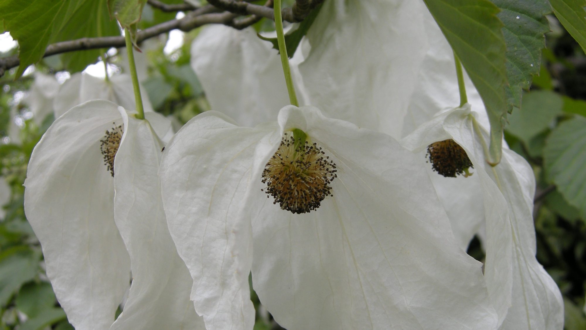 White flowers of the handkerchief tree.