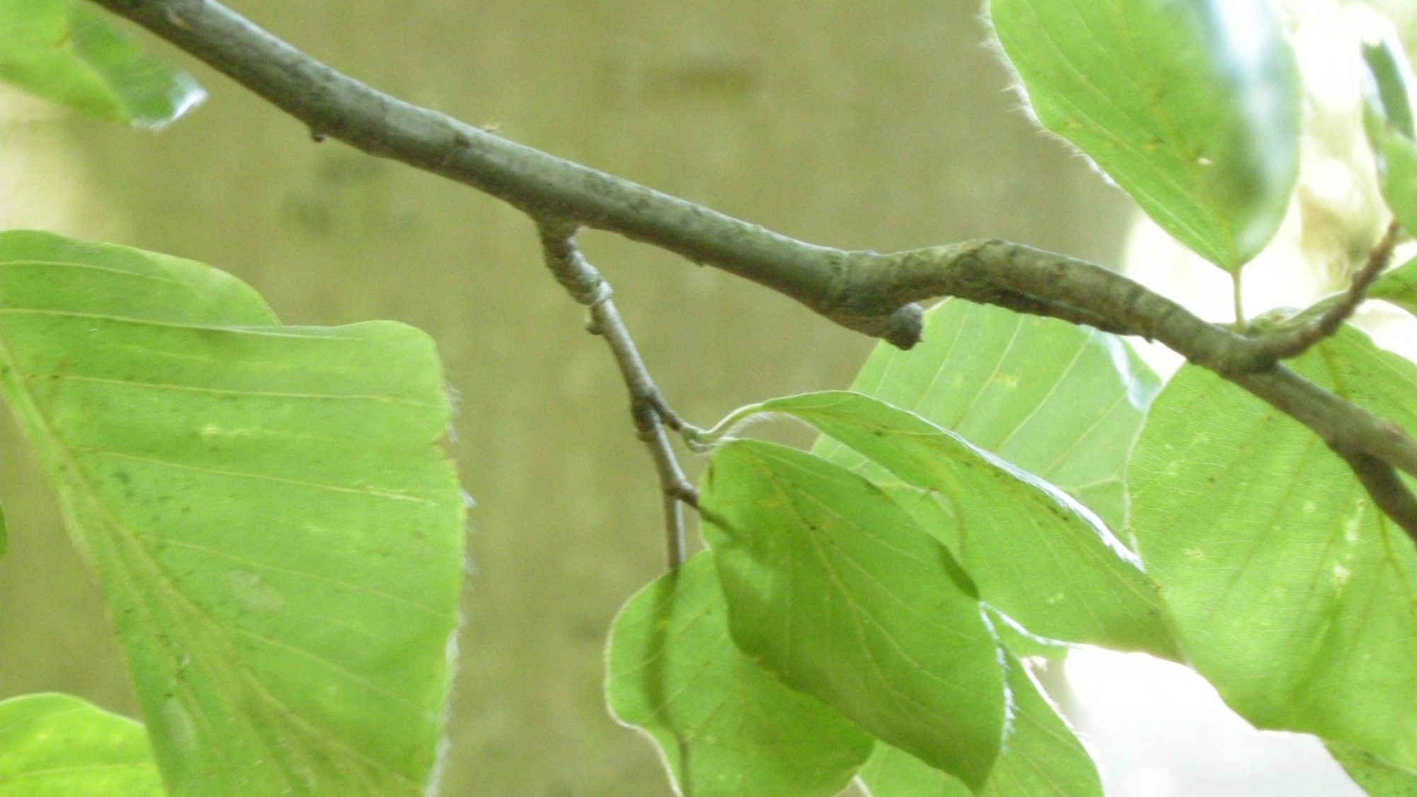 Branches of the weeping beech