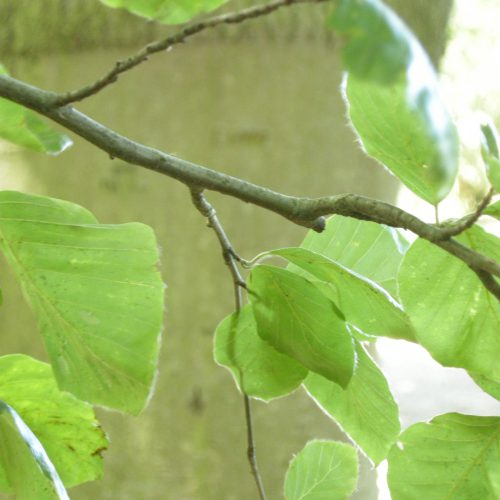 Native Tree Trail