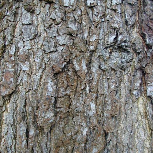 Caucasian Alder