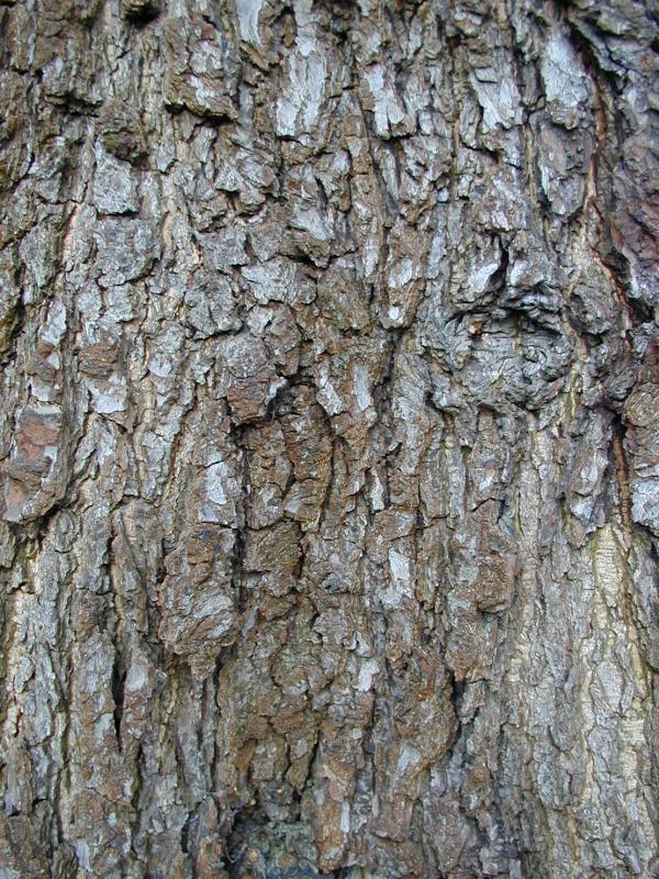 The tree bark of the Caucasian Alder.