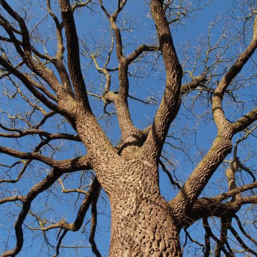 Temporary change of entrance as we say farewell to our beloved black walnut tree
