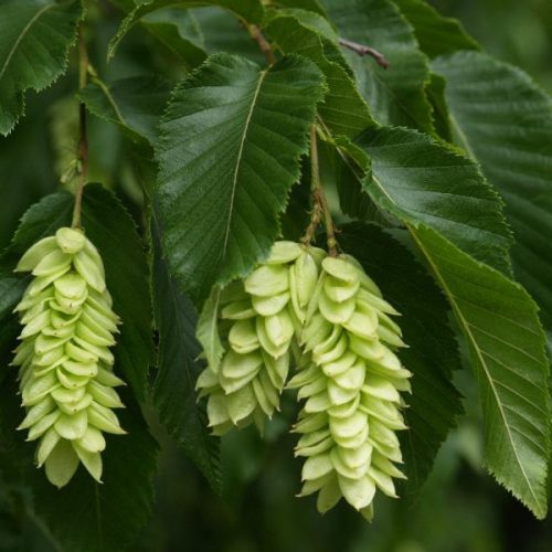 Hop Hornbeam