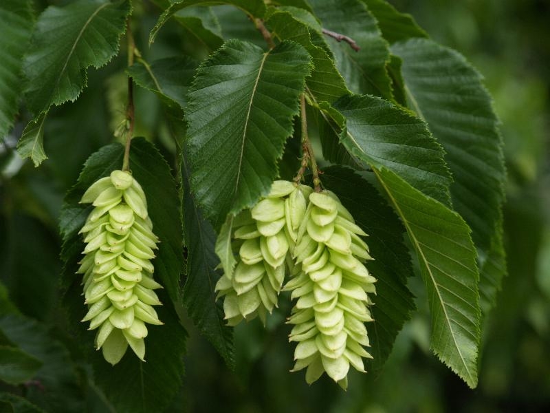 The female catkins of the Hop Hornbeam develop beautiful papery fruiting structures.