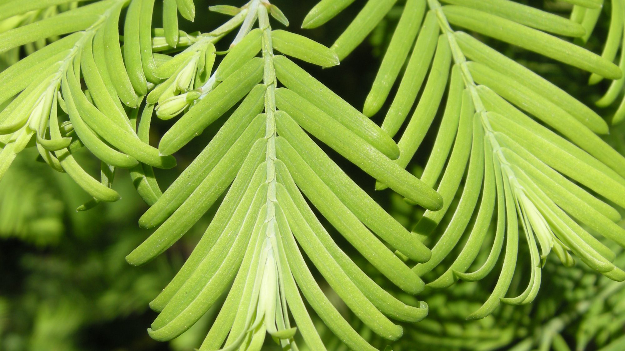 The green feathery leaves of the Dawn Redwood tree.