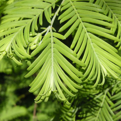 What is a Champion Tree?