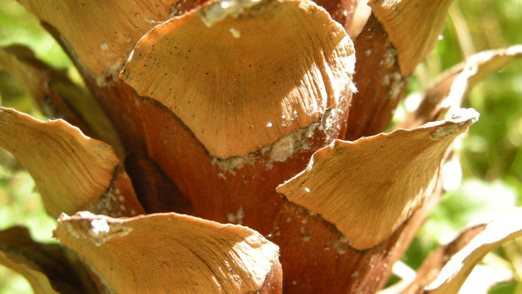 Macro image of a pine cone