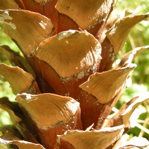 Nature Scavenger Hunt