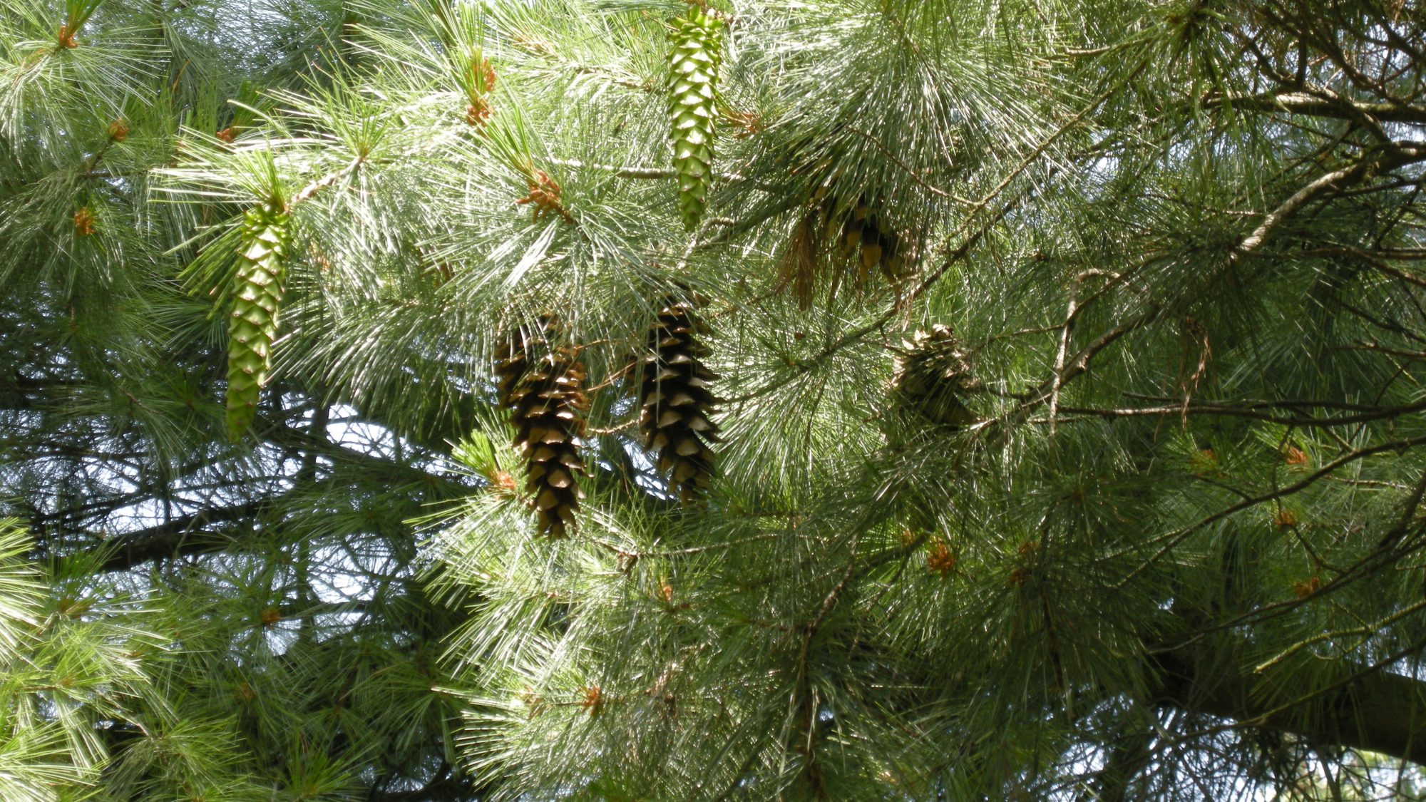 The pinecones of the Holford Pine tree.