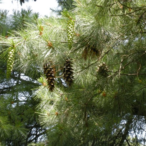 Holford Pine