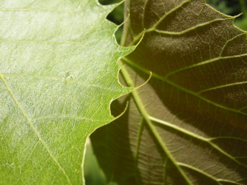 The leaves of Tilia henryana in the Lime collection are attractively serrated