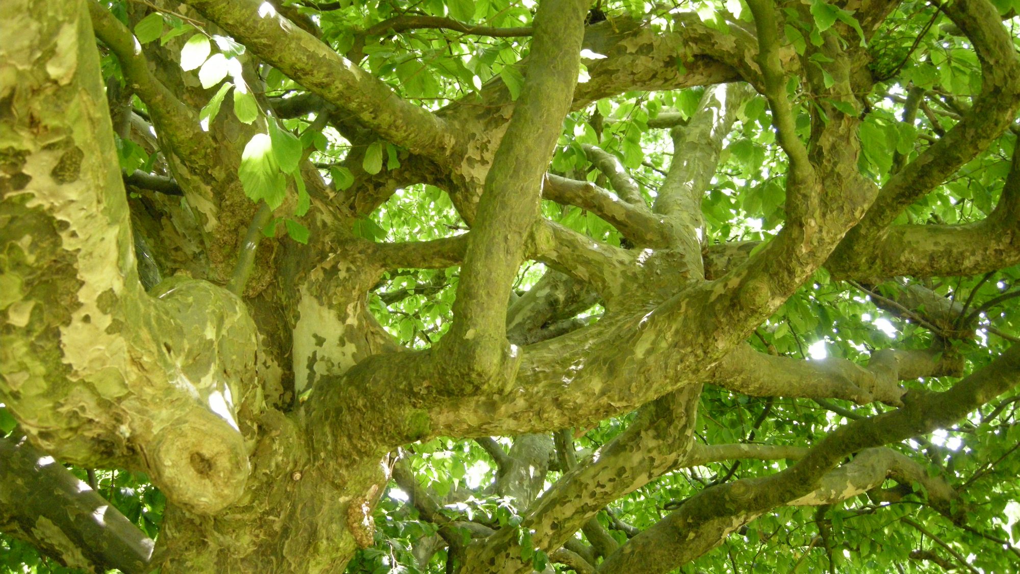 Persian ironwood tree and branches.
