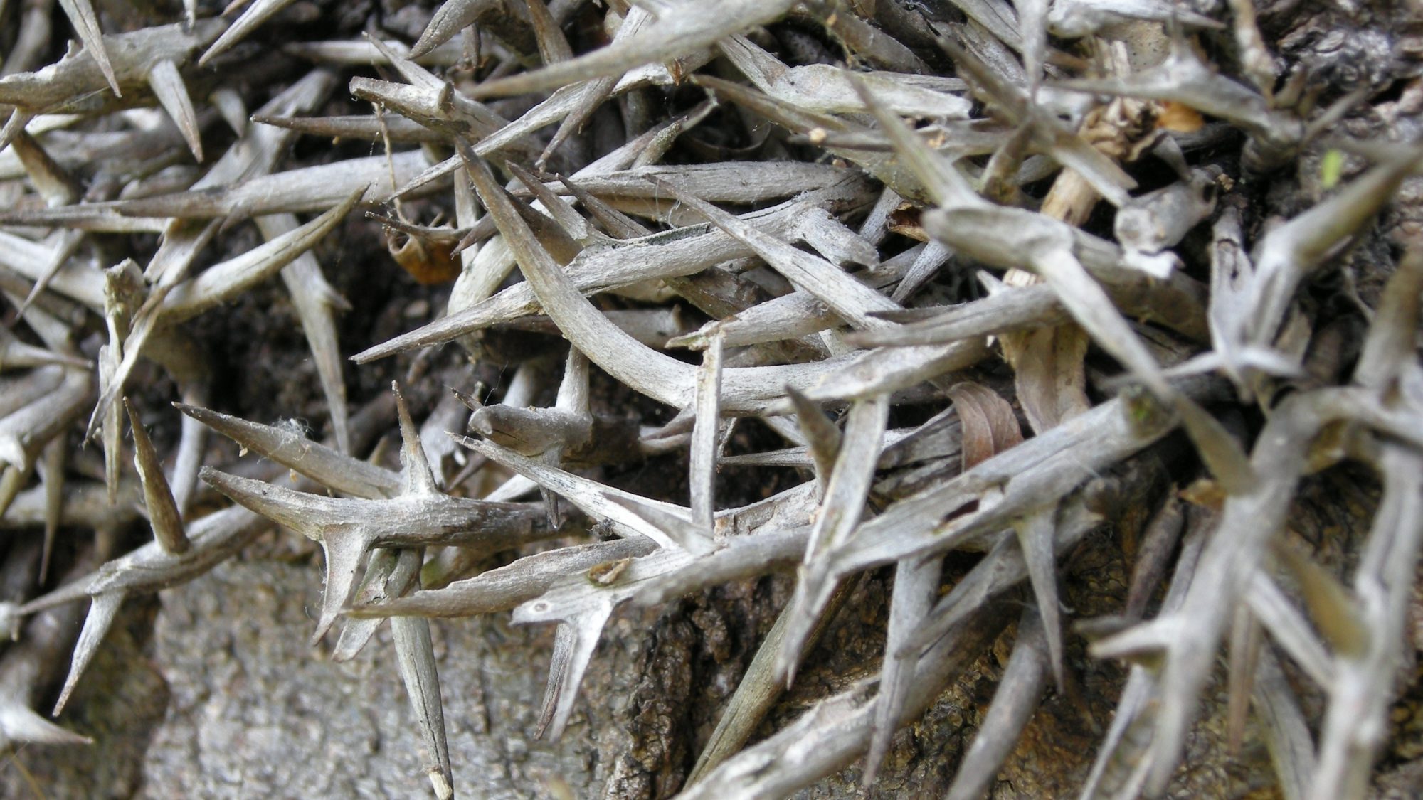The branched spines of the Chinese Honey Locust tree.