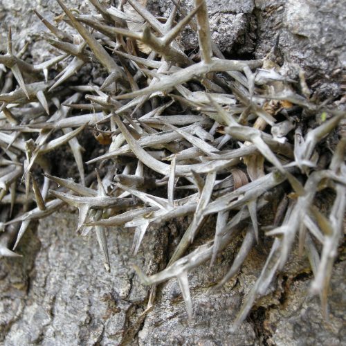 Chinese Honey Locust