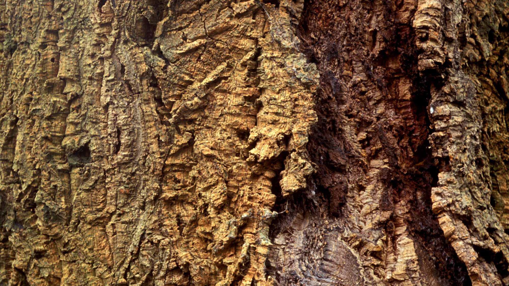 The bark of a beech tree.