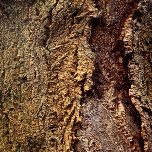 Cork Oak