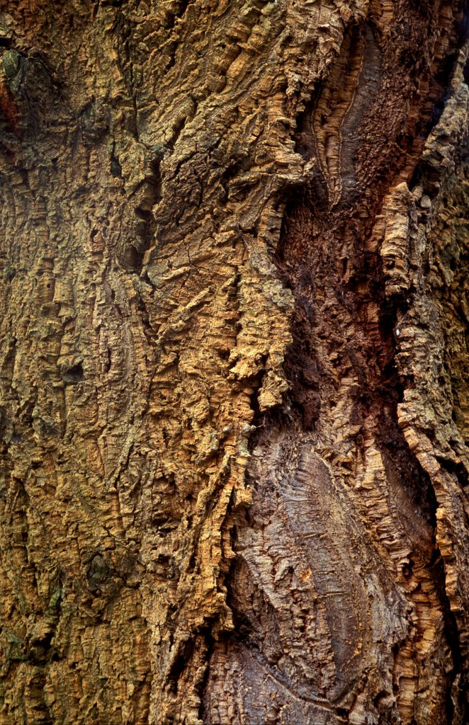 The wooded trunk of an oak tree