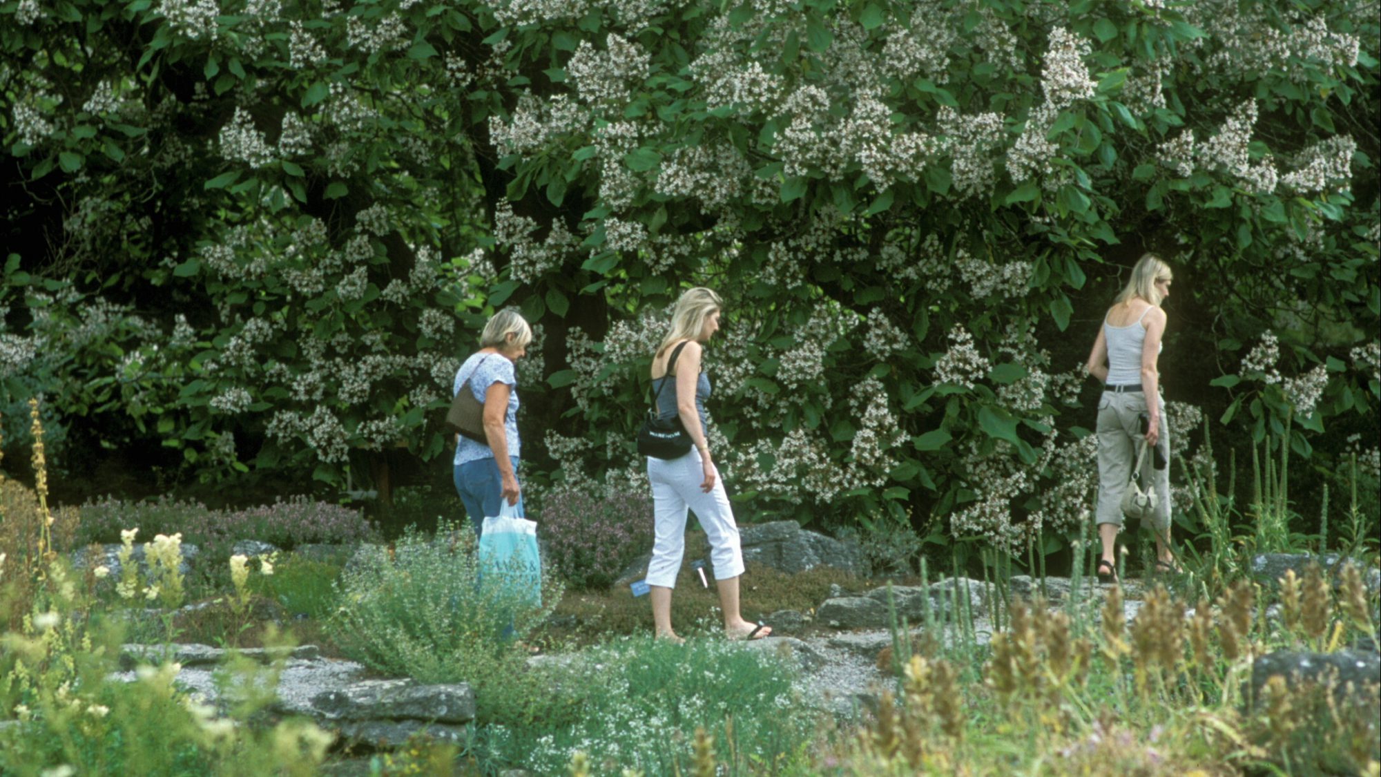 Visitors walking past the Indian Bean Trees.