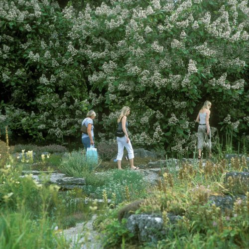 Indian Bean Trees