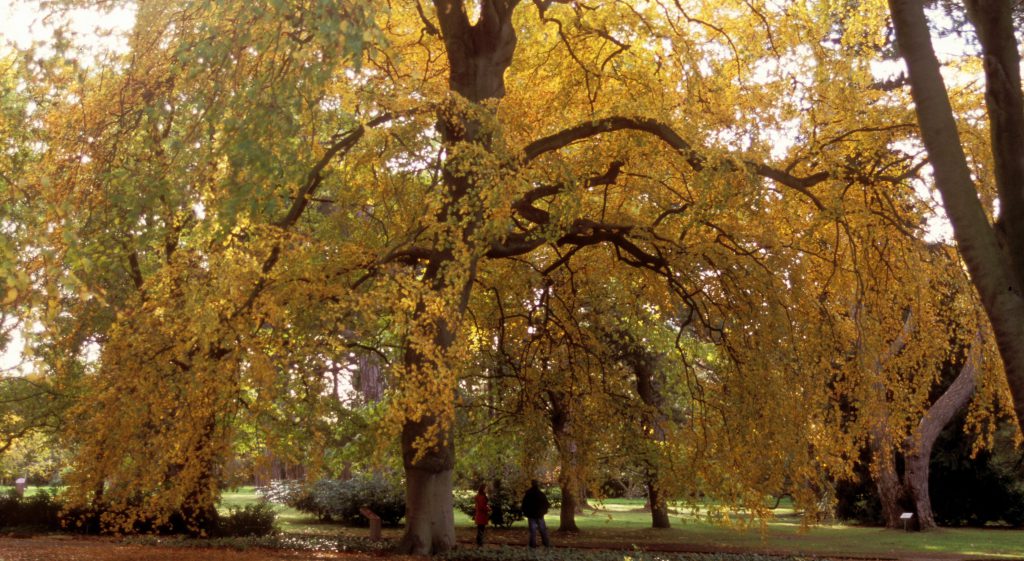 The weeping beech in autumn