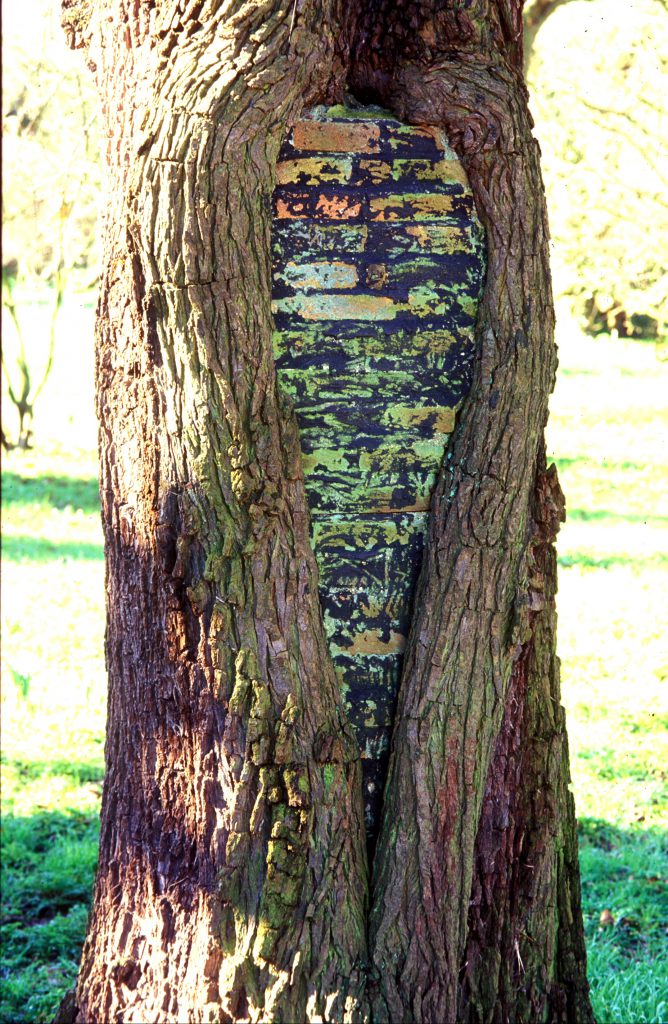 Bricked up pear tree
