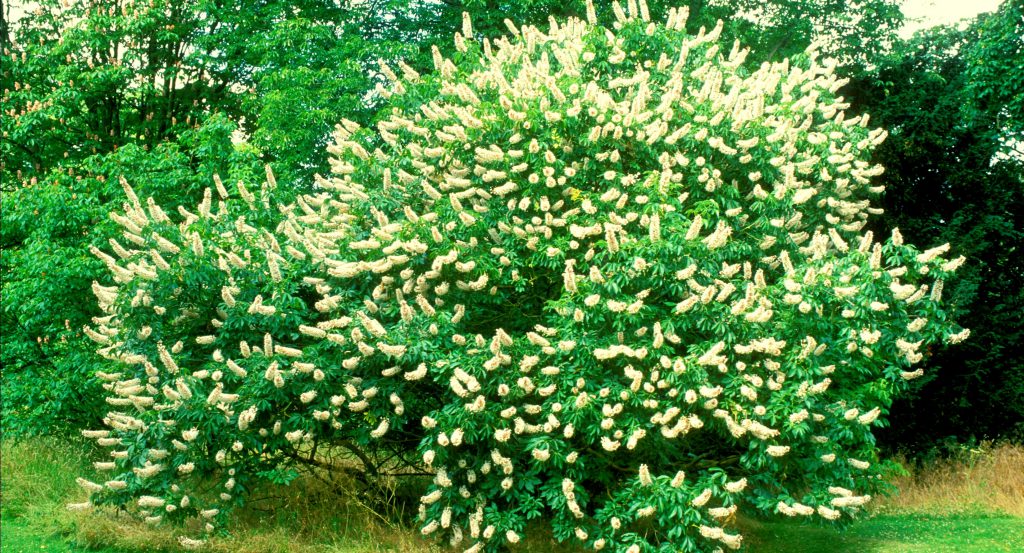 The low, spreading branches of the Californian Buckeye, laden with flowers