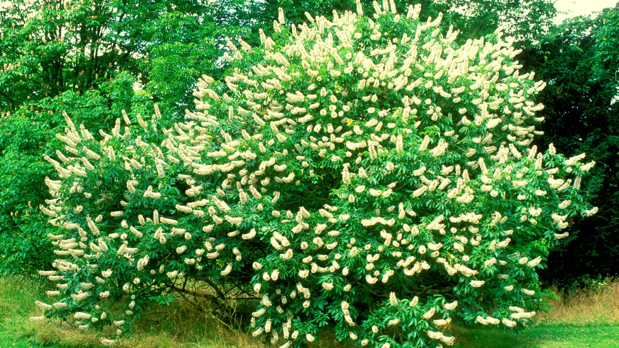 The low, spreading branches of the Californian Buckeye, laden with flowers