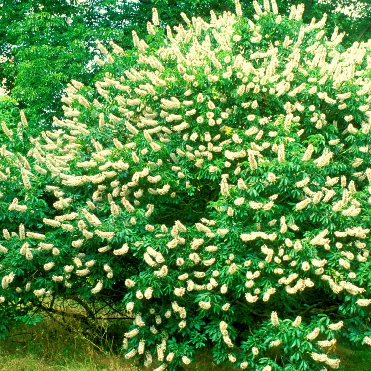Californian Buckeye