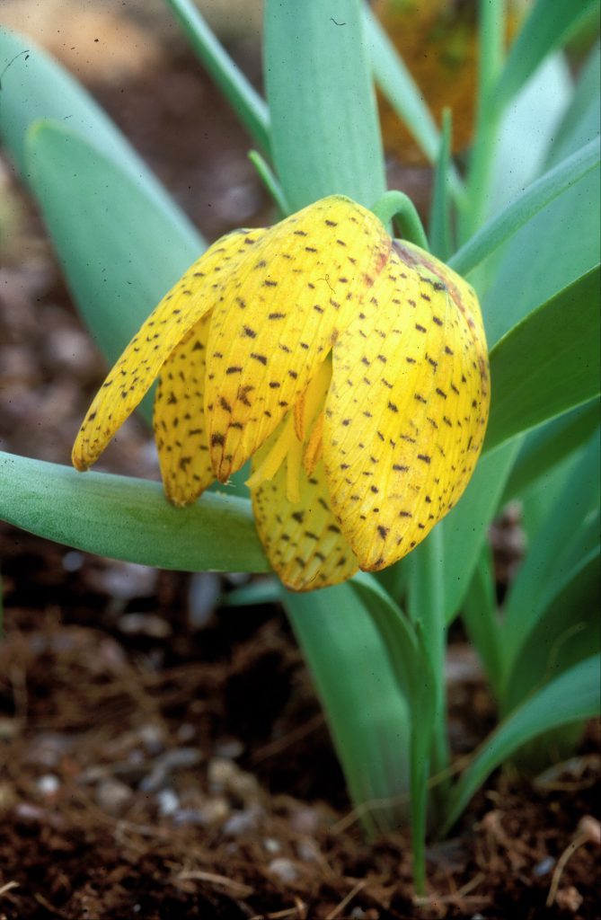 Fritillaria aurea, a Small yellow spotted flower.