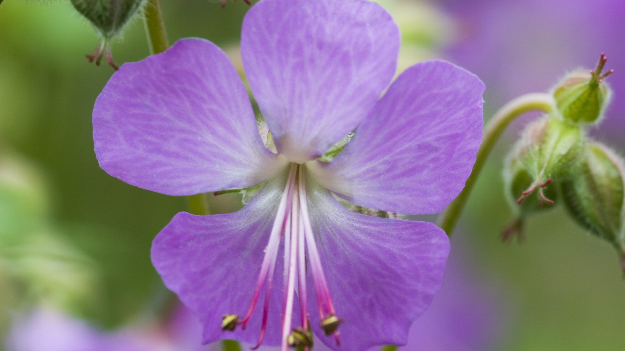 Geranium x cantabrigiense, a small purple flower.