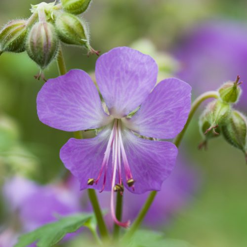Geranium x cantabrigiense
